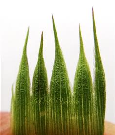  Calyx